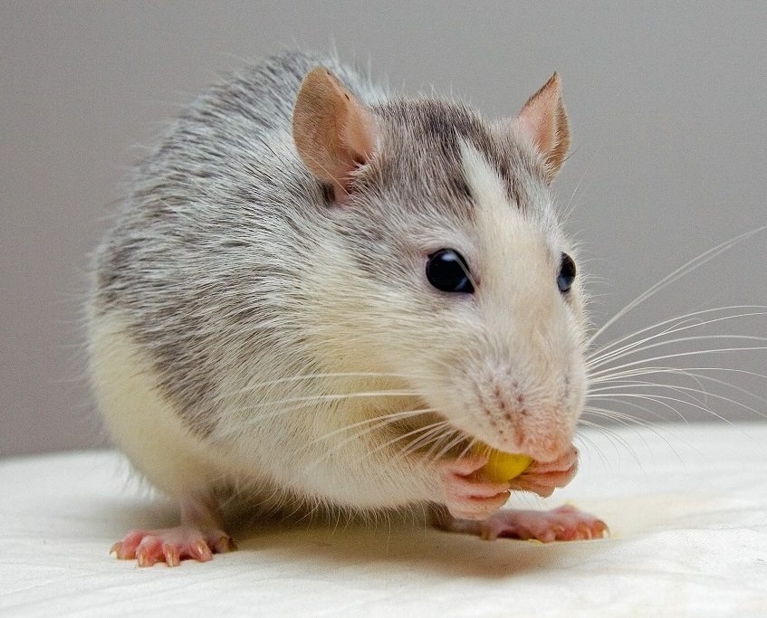 rat-pets-eat-51340crop